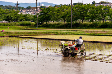Rice transplanting by machine in Japan