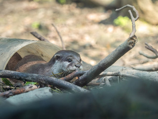 Fototapeta premium Closeup two cute Asian small-clawed otters (Amblonyx cinerea) playing in white plastic pipe.
