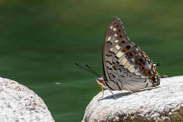 Fototapeta na wymiar Black Rajah butterfly perching on a rock near a pond