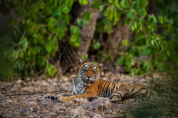 A female tiger resting in evening with beautiful surrounding just before going to start territory marking at Ranthambore National Park, India