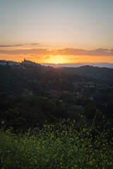 Yellow flowers and sunset on Mulholland Drive in Los Angeles, California