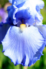 Close-up of a flower of bearded iris (Iris germanica) on the garden background. Colorful iris flowers are growing in a garden.