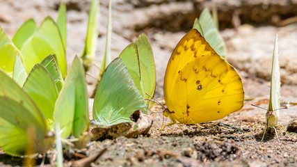 Brightful color Hill Grass Yellow butterfly perching near a group of butterflies