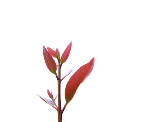 Soft shoots and red leaves isolated on white With copy space For your background design.
