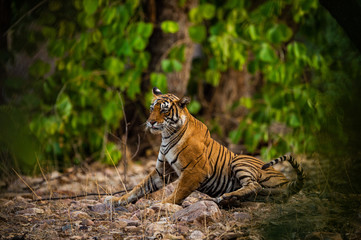 Fototapeta na wymiar A female tiger resting in evening with beautiful surrounding just before going to start territory marking at Ranthambore National Park, India