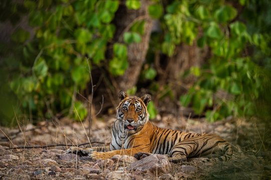 A female tiger resting in evening with beautiful surrounding just before going to start territory marking at Ranthambore National Park, India
