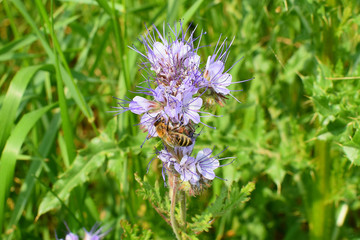 Phacelia congesta with blue flowers abundantly brings nectar. Bees collect honey.