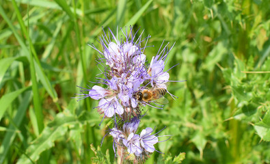 Phacelia congesta with blue flowers abundantly brings nectar. Bees collect honey.