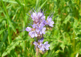 Phacelia congesta with blue flowers abundantly brings nectar. Bees collect honey.