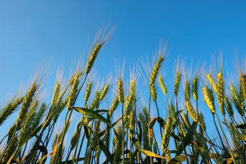 Wheat field at sunset. Beautiful evening landscape. Spikelets of wheat close-up. Magic colors of sunset light