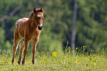 Poulain au pré