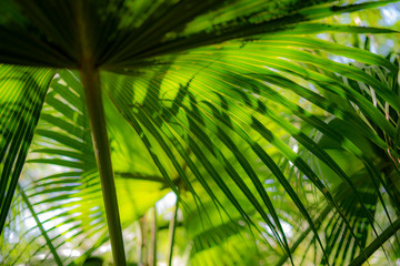 palm leaves, summer, mediterranean