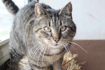 cat with green eyes