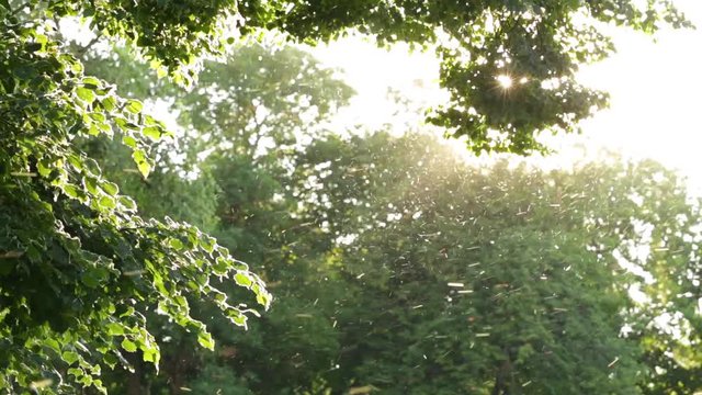 Closeup view of many round tiny particles of poplar pollen and small insects flying in air outdoors.  Allergy season concept.