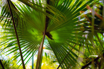 palm leaves, summer, mediterranean