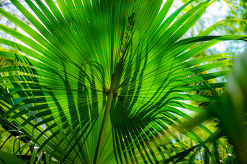 palm leaves, summer, mediterranean