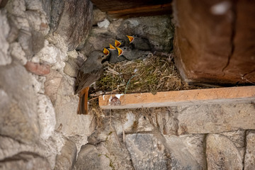 Redstart chicks in nest feeding