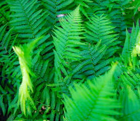 green fern leaves, Mediterranean