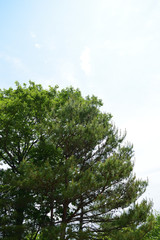 青空と新緑