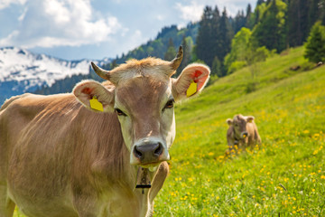 Allgäu - Kuh - Hörner - Alpen - Frühling - Blumen