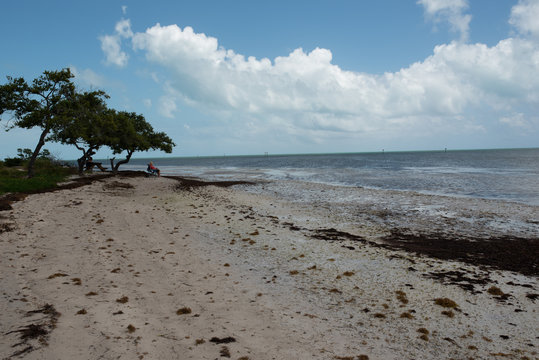 man viewing beach under tree 2 