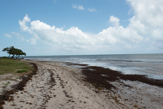 man viewing beach under tree 1
