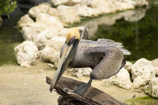 pelican of balance
