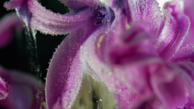Pink Hyacinth flower. Liquid art.