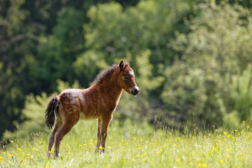 Poulain au pré