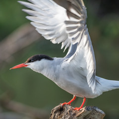 Close up of a beautiful isolated mature Common Tern Seagull bird