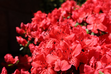 Bloosom of red azalea flower in spring garden. Gardening concept. Floral background