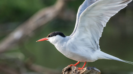 Close up of a beautiful isolated mature Common Tern Seagull bird