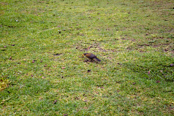 Ave primavera comiendo ciempiés