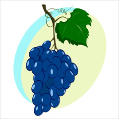 Vector summer image of a bunch of grapes