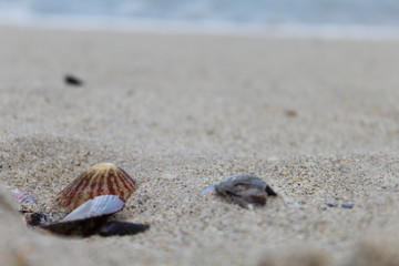 Fototapeta na wymiar Shell in the sand on the shore