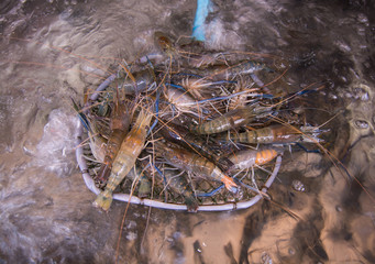 fresh shrimps on ice in fish market, Thailand street food