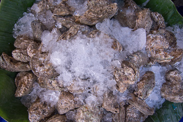 oysters on the ice in market, seafood