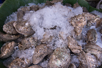 oysters on the ice in market, seafood