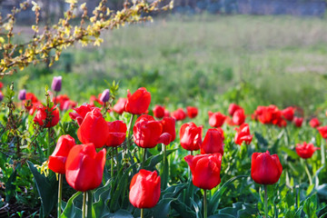 Flowers in the garden in the morning light. Blooming red tulips