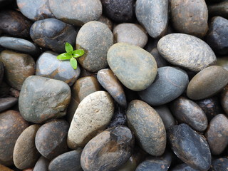 A  seeding pushing though the river pebbles background