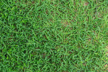 Grass green leaf background in sunny day