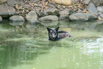 Black Dog swimming in Pool hottest day
