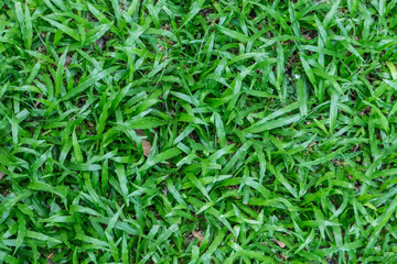 Fototapeta na wymiar big Grass green leaf background in sunny day