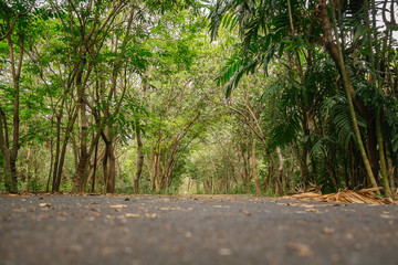 Low angle view of the shady lush green tropical forest in summer, Thailand.