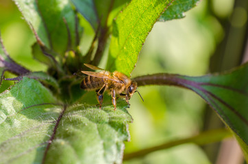 Wild bee in evening sunlight in green leaf. Close up with shallow depth of field