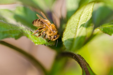 Wild bee in evening sunlight in green leaf. Close up with shallow depth of field
