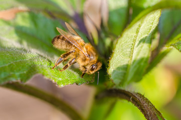 Wild bee in evening sunlight in green leaf. Close up with shallow depth of field