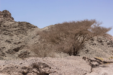 died empty dry rocky desert natural environment with lonely tree in wasteland 