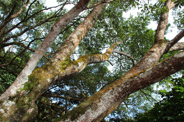 in the singapore botanic gardens (singapore)