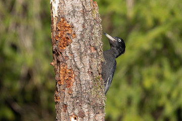 Schwarzspecht Weibchen